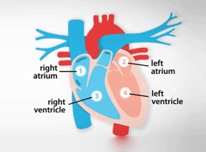 Heart Structure Made Simple - DIAGRAM