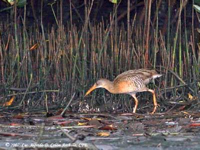 Family Rallidae - Rails, coots, swamphens