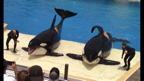 Are Killer Whales At Seaworld? Trust The Answer - Chambazone.com