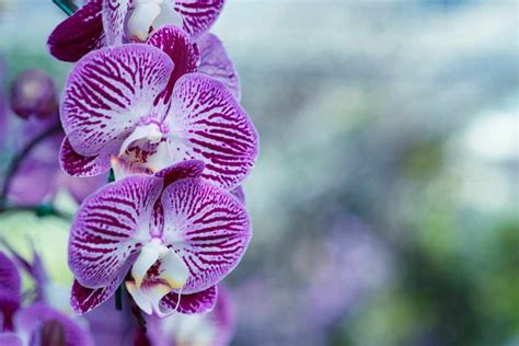 Making Your Phalaenopsis Orchid Bloom Again (For Beginners)