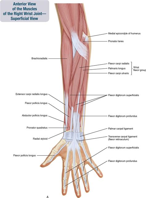 Lower Arm Muscles Names ~ Anterior compartment of arm & cubital fossa ...