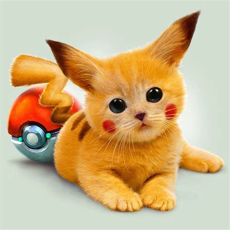 Poki kat | Pikachu cat, Cute baby animals, Pikachu