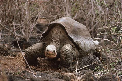 EXTINCT??? Pinta Island Tortoise In June 2012, the last surviving member of the Pinta Island ...