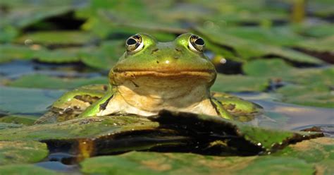 Where Do Frogs Live? - Learn About Nature