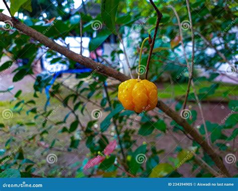 Ziziphus Mauritiana Fruit in the Garden Stock Image - Image of produce, flower: 234394905