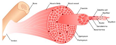 Skeletal Muscle Tissue Labeled Diagram