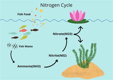 Adding Fish – Learn about the Freshwater Aquarium Nitrogen Cycle | Mini Ponds