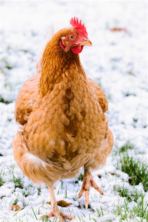 How to Care for Chickens in Winter: Your Questions Answered - Backyard ...