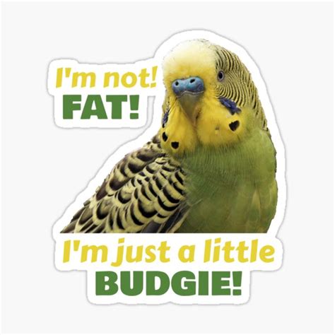 "Funny Fat Budgie Parakeet Parrot" Sticker for Sale by einsteinparrot | Redbubble