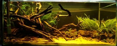 What is a blackwater aquarium - Complete set up guide