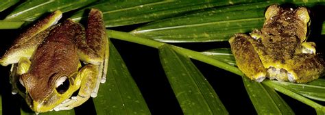 Daintree Rainforest Frogs - Cooper Creek Wilderness