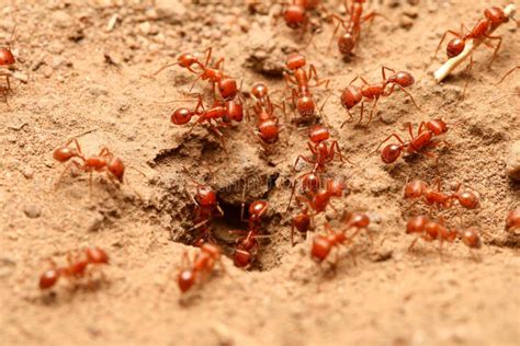 Red ants stock photo. Image of food, poisonous, organization - 6627796