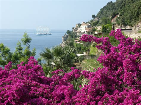 Bougainvillea in Amalfi Coast 2025 - Rove.me