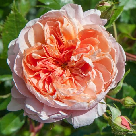 All About our Cottage Garden Roses - French Country Cottage