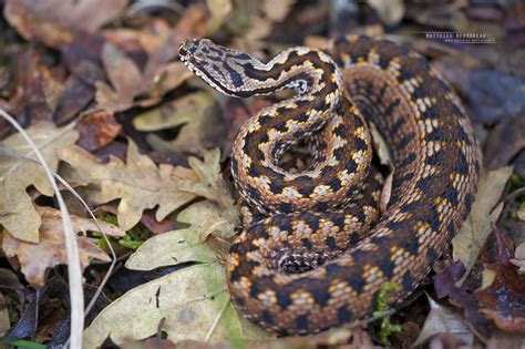 Vipère aspic extraordinaire - gorgeous asp viper | Matthieu Berroneau - Photographe