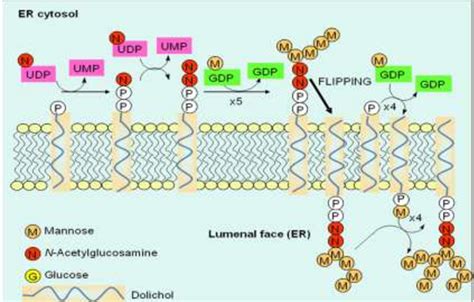 Figure 1.1 from Synthesis of tools for glycoprotein remodelling ...