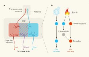 Thermoreceptors: Definition & Function