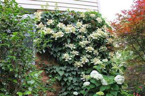 Got Shade? 'Moonlight' Japanese Hydrangea Vine