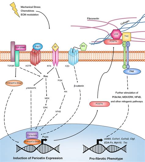 The major signaling pathways involved in periostin expression and ...