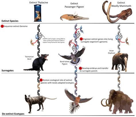 Ecological De-extinction | Revive & Restore