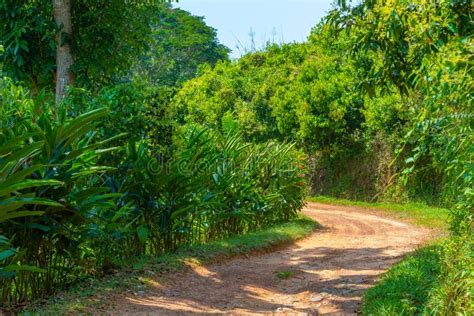 Mirissa Hills Cinnamon Plantation at Sri Lanka Stock Photo - Image of ...