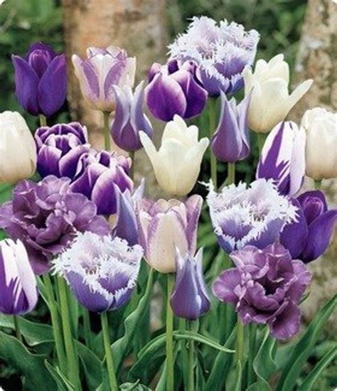 10 Purple mixed blend of color/varieties Tulip Bulbs*Ready for FALL PLANTING Bulb Flowers ...