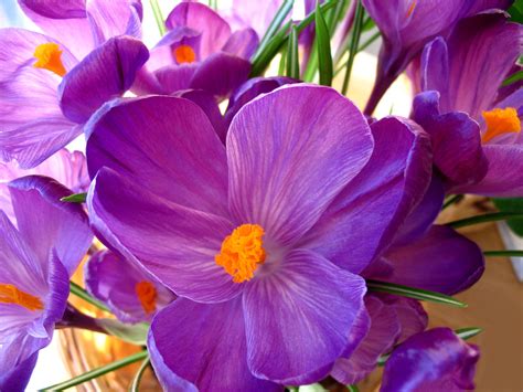 Purple Crocuses