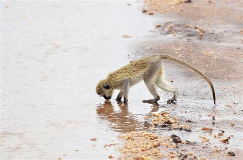 Monkey Drinking Water From Small Pond by Volanthevist