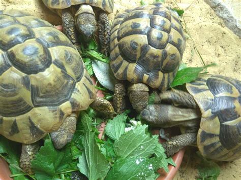 Basic tips for top tortoise care - Veterinary Practice