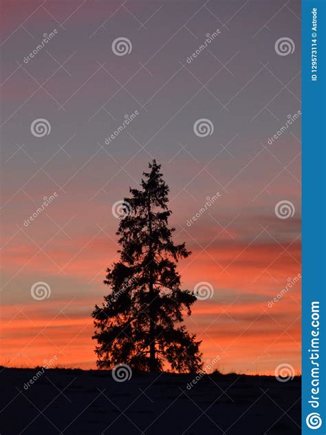 Christmas Tree on Winter Around Sunset Time. Stock Photo - Image of background, latvia: 129573114