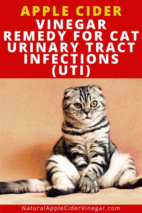 Apple Cider Vinegar Remedy for Cat Urinary Tract Infections (UTI) - All ...