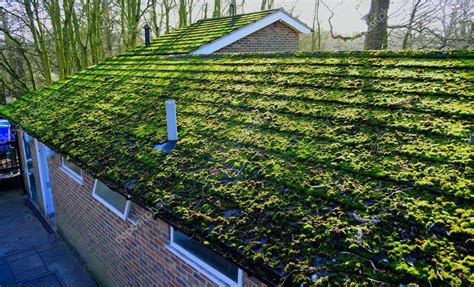 Should I Be Worried About Moss on My Roof? | Nu Look Home Design