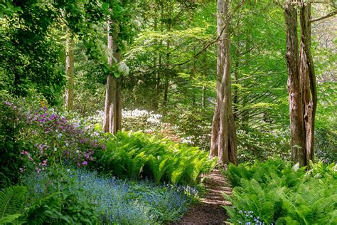 This Gorgeous Fern Garden Shows That These Plants Aren't Just Fillers