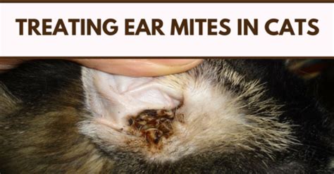 Treating Ear Mites In Cats | Dog blog, Cats, Dog cat