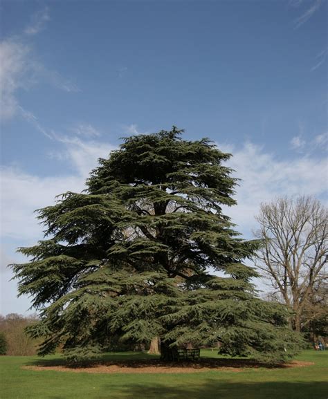 Cedar Tree Free Photo Download | FreeImages