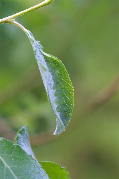 Purple Emperor caterpillar by Julian | ePHOTOzine