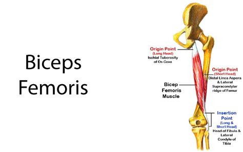 Biceps Femoral