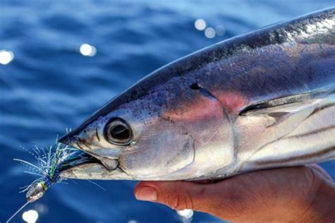 Catching Albacore and Skipjack Tuna - The Fishing Website