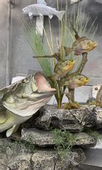 Largemouth Bass Fish Mounts & Replicas by Coast-to-Coast Fish Mounts