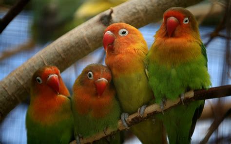 Lovebird wallpaper | Bird wallpaper, Love birds, Parrot