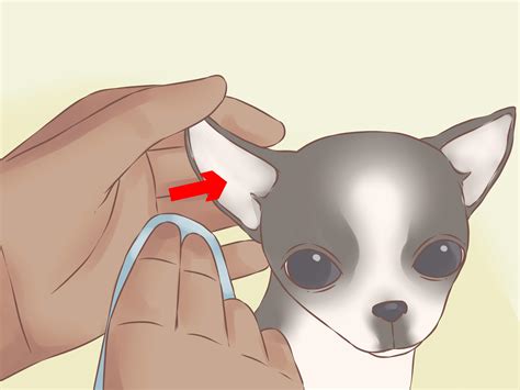 How to Care for Your Chihuahua Puppy (with Pictures) - wikiHow