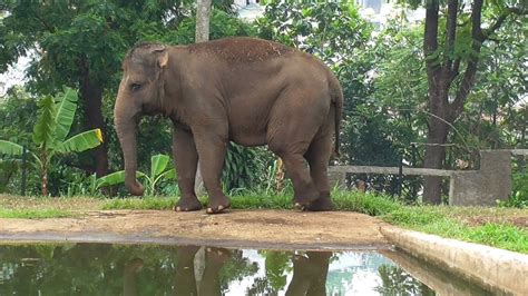 Lihat Gajah di Kebun Binatang Bandung (Bandung Zoo) - YouTube