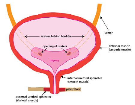 Trigone Bladder Epithelium