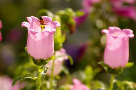 Canterbury bells: varieties & cultivation - Plantura