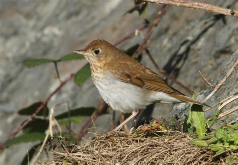 Rare Bird Gallery (CCBO) - BirdWatch Ireland