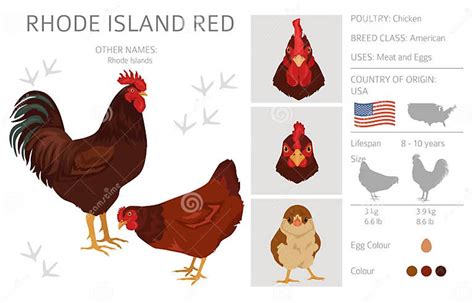 Rhode Island Red Chicken Breeds Clipart. Poultry and Farm Animals Stock Vector - Illustration of ...