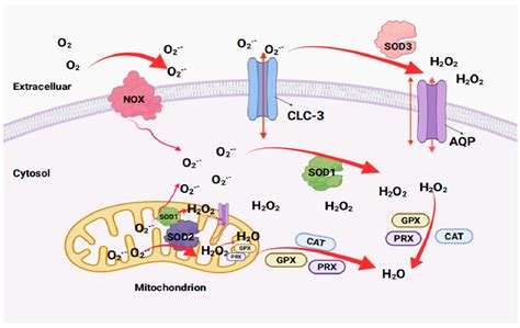 Superoxide Dismutase Mechanism