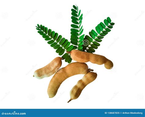 Tamarind and Tamarind Leaves Stock Image - Image of peel, brown: 138687835