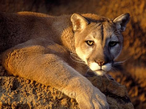 The Puma | A Beautiful Wild Animal | The Wildlife