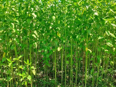 Jute plants in the field stock photo. Image of assam - 248798628